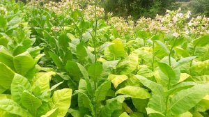 Табак 10-ая неделя в грунте. Первая ломка Берли QY-15, Боливиан Блэк.