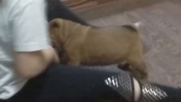 маленький мишка