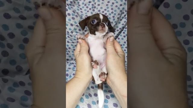 Smooth-haired Chihuahua puppy./Гладкошерстный щенок чихуахуа. смотреть онлайн