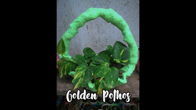 Hanging, Vine, Syngonium, & Philodendron Plant Varieties W/ Names