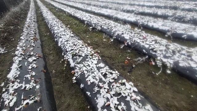 Сроки посадки клубники ! смотреть онлайн