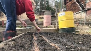 Мир!Труд! Май! или как я морковку сажала с вермикулитом #посевморкови#морковка