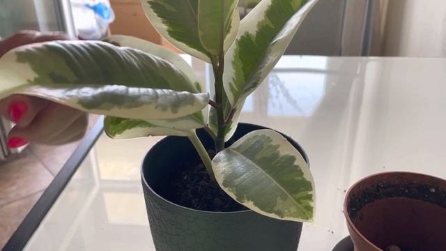 ФИКУС ТИНЕКЕ. ПЕРЕСАДКА И УХОД В ДОМАШНИХ УСЛОВИЯХ смотреть онлайн