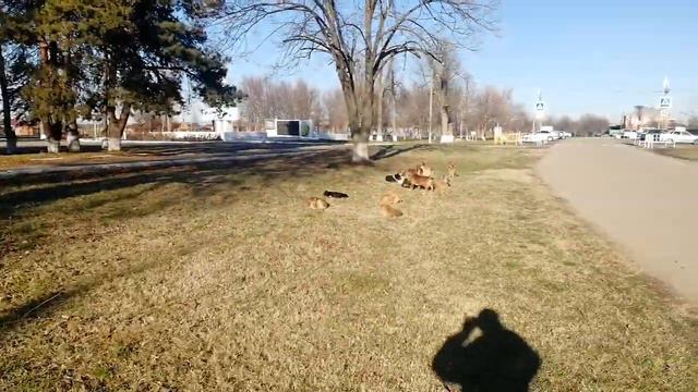 Отдых на природе. Или жизнь собачья. Солнечная Адыгея. смотреть онлайн