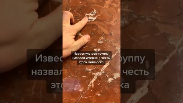 Наутилус в питерском метро! #помпилиус #моллюск #спб #shorts смотреть онлайн