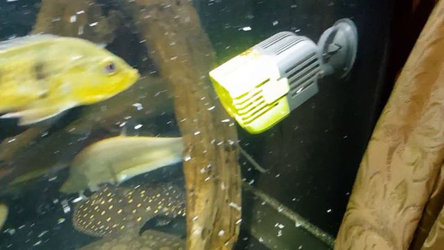 18 November 2017 Arowana Community Tank Vlog #191 смотреть онлайн