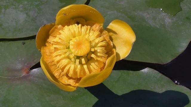 Цветок жёлтая кувшинка на водоёме цветёт смотреть онлайн