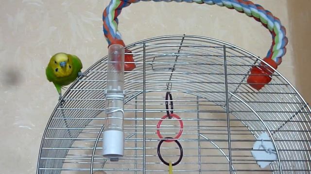 ШУСТРЫЙ ВОЛНИСТЫЙ ПОПУГАЙ ТОША / ПЕРЕДАЕМ ПРИВЕТИКИ / зеленый попугайчик TV смотреть онлайн