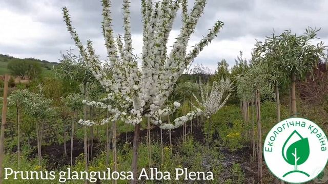 Prunus glangulosa Alba Plena. Купить сакуру. Вишня железистая Альба Плена Обзор питомника ЕКО-КРАЇН смотреть онлайн