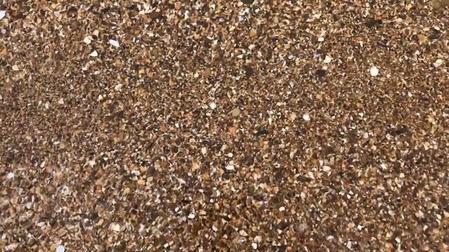 Пляж поселка Волна 2020! Дельфины у берега! смотреть онлайн