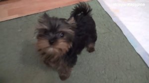 Йоркширский терьер мини лает