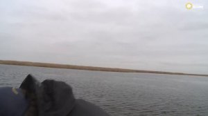 Ловля щуки ранней весной на воблеры Pontoon21 Bet-A Shad и Bet-A Shiner. А Шанин. Anglers Practical