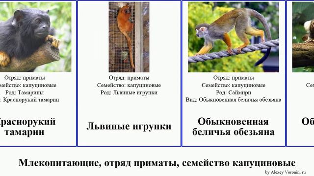 Млекопитающие, отряд приматы, семейство капуциновые primate order primate family Cebidae игрунка смотреть онлайн