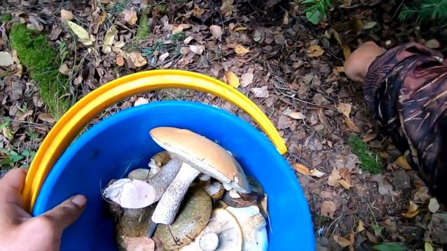 Наука о Здоровье и Жизни