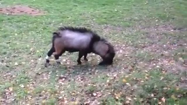 Милые козлики малого формата смотреть онлайн