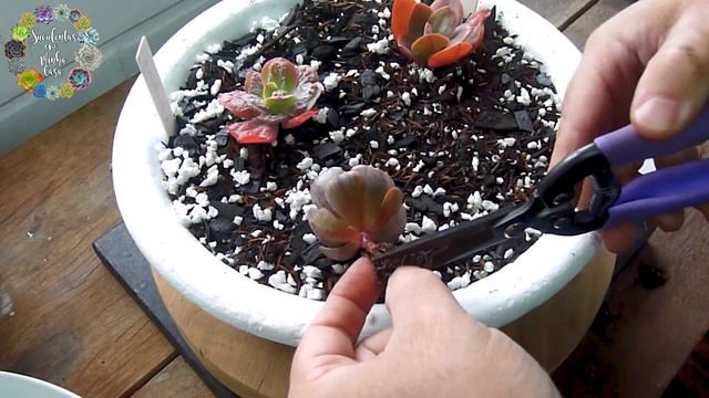 Echeveria Beyonce Rainbow - Sonho Realizado - Nem Acredito Que Comprei