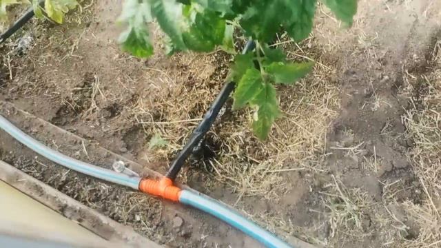 Капельный полив делаю только так! Подробно о самом простом капельном поливе за одну минуту смотреть онлайн