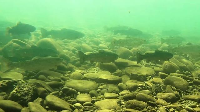 The Keystone Trophy Trout смотреть онлайн