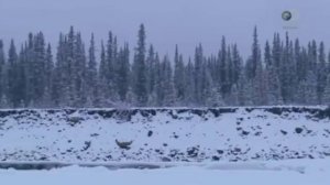 На краю Аляски  (часть №4)