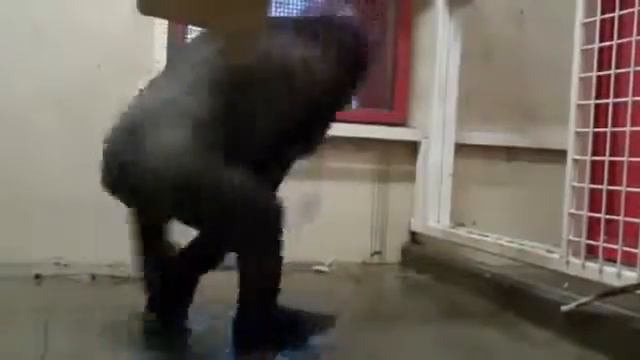 обезьяна смотреть онлайн