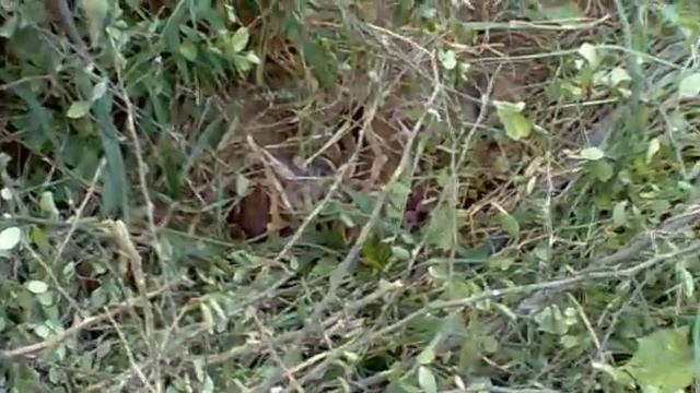 python 20 feet long смотреть онлайн