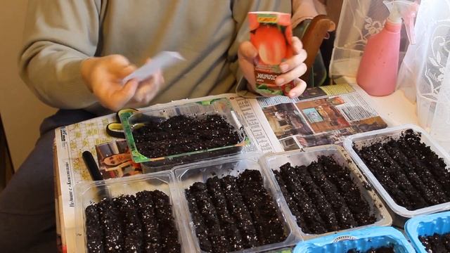 Как посадить помидоры. Посадка семян томатов на рассаду. смотреть онлайн