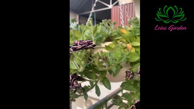Petunia Blooms Brilliantly, Growing Petunia In Pots