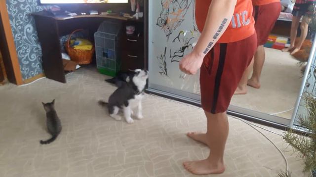 Хаски учим команде смотреть онлайн