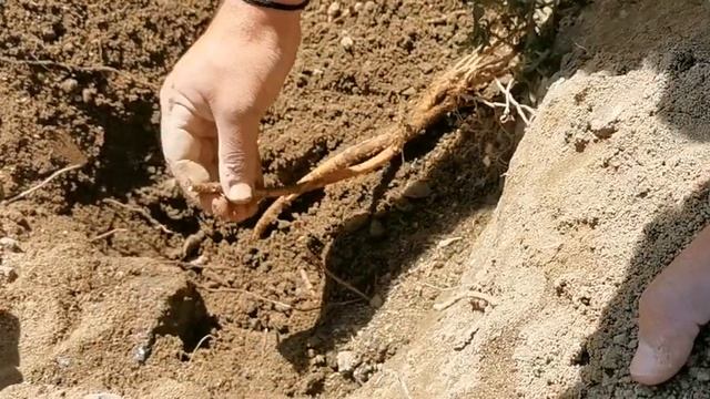 Roots harvest of Saponaria Cypria смотреть онлайн