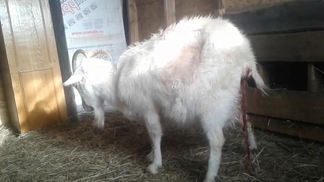 Сложный окот у Моти 3 часть смотреть онлайн