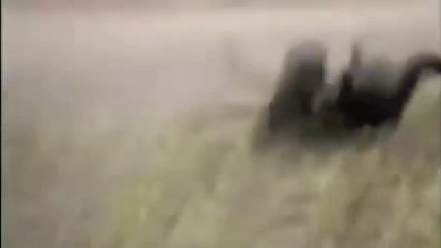 Драка кошек и мент собака! всем смотреть))) смотреть онлайн