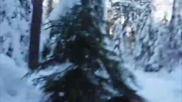 Врезался в ДЕРЕВО! Момент из ЖИЗНИ! смотреть онлайн