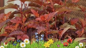 Пузыреплодник калинолистный Литл Энжел ? Обзор: посадка и уход. крупномеры: описание и особенности