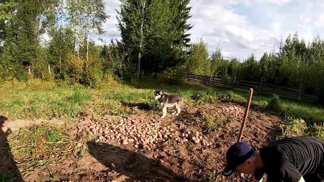 от 7500 в день. Делаем чипсы из русской картошки. Русская картошка- начало. смотреть онлайн