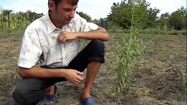 Окулировка персика смотреть онлайн