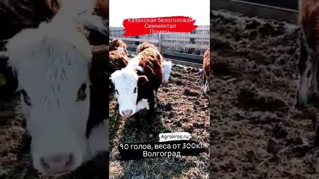 Мясная порода телят. Казахская белоголовая. Количество 95 шт. Возраст от 1 года. #крс смотреть онлайн