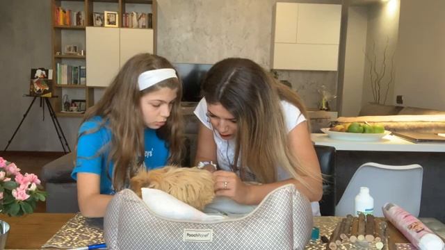 Как подстричь ногти морской свинке, что для этого нужно и как часто это делать. смотреть онлайн