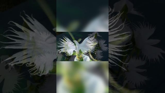 А знаешь ли ты? Орхидея Хабенария радиата (Habenaria Radiata) #лилия #орхидея #nature #природа смотреть онлайн
