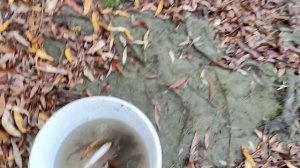 Осенняя рыбалка на Кубани.Темрюк.