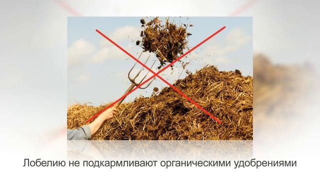 ЛОБЕЛИЯ – ампельное растение для СЕВЕРНЫХ БАЛКОНОВ. Уход и разведение в домашних условиях смотреть онлайн