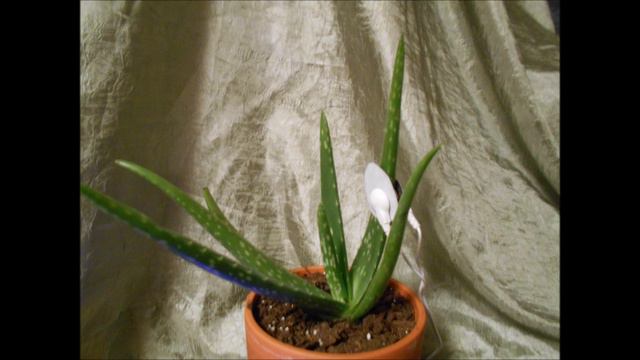 Aloe Vera Mood For Balancing Solar Plexus Chakra December 29, 2020 смотреть онлайн