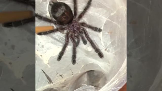 Avicularia purpurea rehouse!!! смотреть онлайн