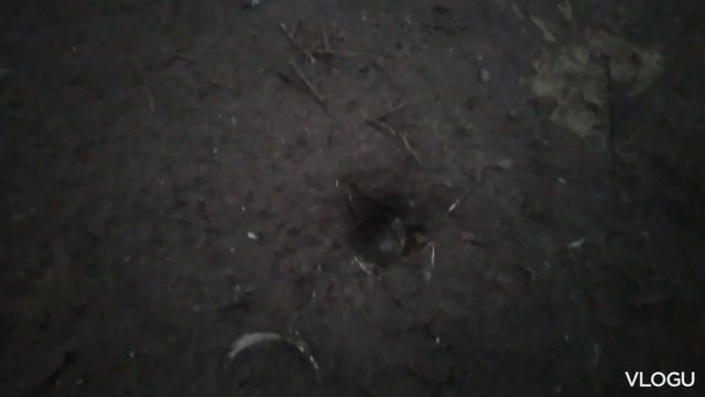 Серия 5, Цыплята наши растут, с Каждой Секундой🐤🐤🐤 Потому что Едят Хорошо!! им уже Третий день! смотреть онлайн