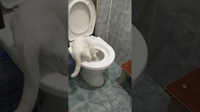 КАК ПРИУЧИТЬ ДВУХ И БОЛЕЕ КОТОВ К УНИТАЗУ.#cats #умныйкот #приучениекунитазу #приучениеклотку #кот смотреть онлайн