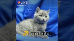Какой ты кот по знаку задиака