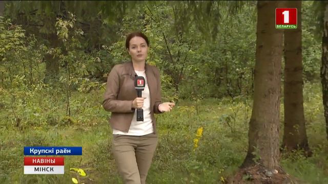 В этом ягодно-грибном сезоне в лесах Минской области заблудились 14 человек (Беларусь-1) смотреть онлайн