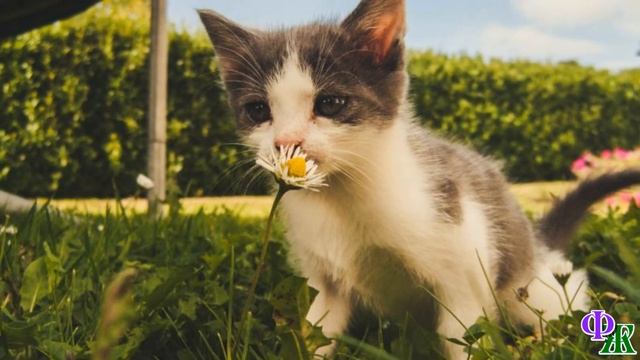 «Счастье луковое» КОТЁНОК сидел на грядке и пугливо посматривал на людей, но не убегал смотреть онлайн