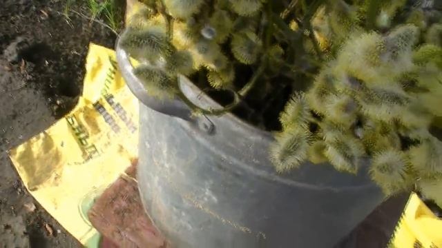 ОСМИИ , учусь разводить (2) смотреть онлайн