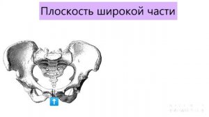 Анатомия таза. Плоскости и размеры таза.