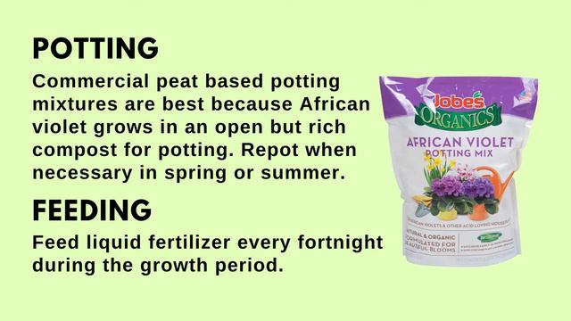 African Violet Plant/Saintpaulia | Brilliant House Plant смотреть онлайн